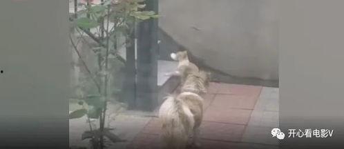 流浪猫爆料视频大全,揭秘视频大全背后的感人故事 第1张 流浪猫爆料视频大全,揭秘视频大全背后的感人故事 第1张