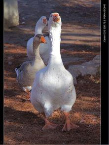 鸭王高清在线观看,揭秘网络影视的视听盛宴 第1张 鸭王高清在线观看,揭秘网络影视的视听盛宴 第1张